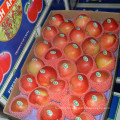 Sweet Red Gala Apple en carton de 20 kg